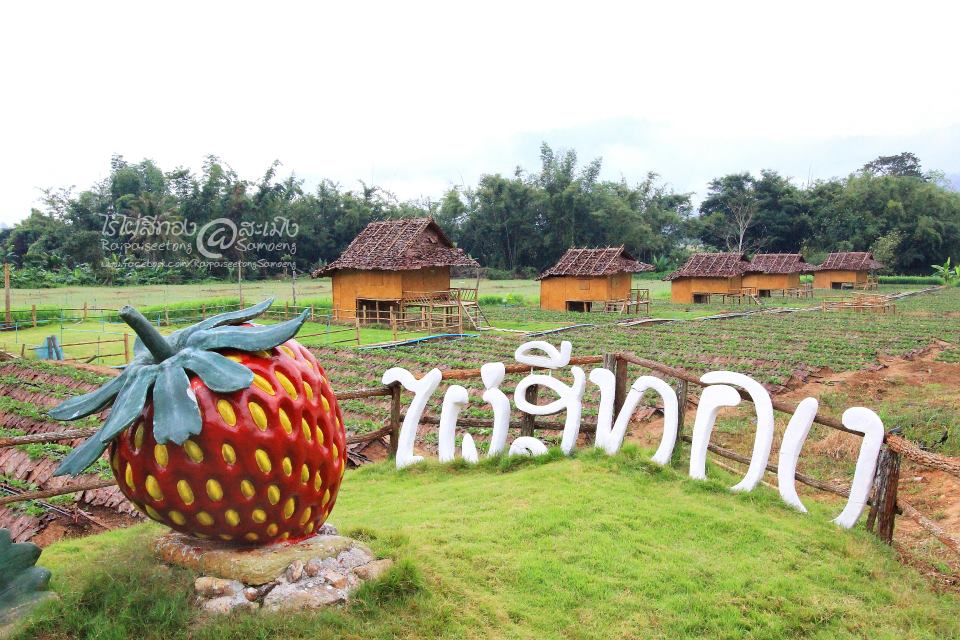 สตรอเบอรี่ @ Samoeng Chiang Mai