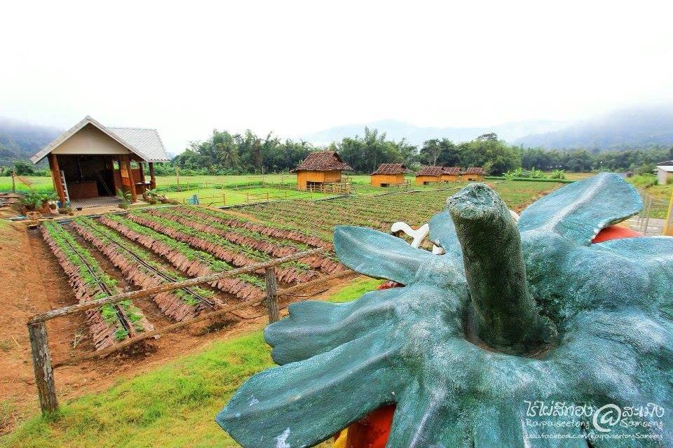 สตรอเบอรี่ @ Samoeng Chiang Mai