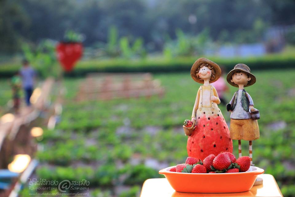 สตรอเบอรี่ @ Samoeng Chiang Mai