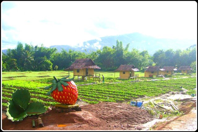 สตรอเบอรี่ @ Samoeng Chiang Mai