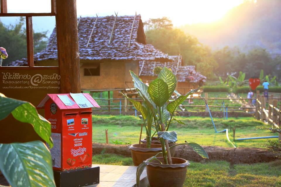 สตรอเบอรี่ @ Samoeng Chiang Mai