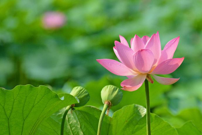 Lotus nature teaching world