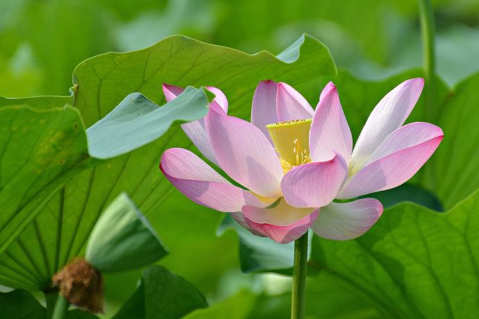 Lotus nature teaching world