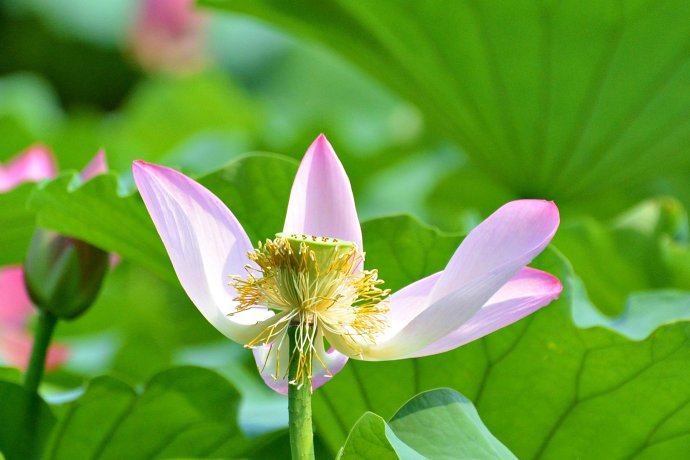 Lotus nature teaching world