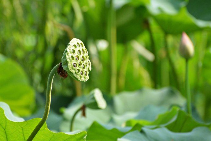 Lotus nature teaching world