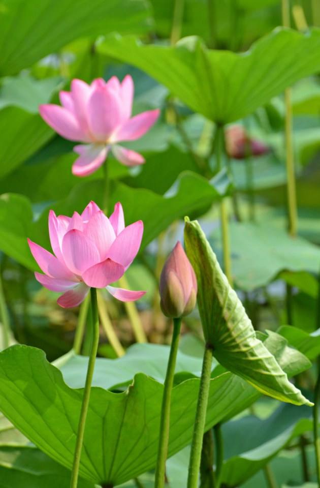 Lotus nature teaching world