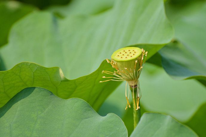 Lotus nature teaching world