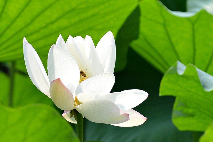 Lotus nature teaching world