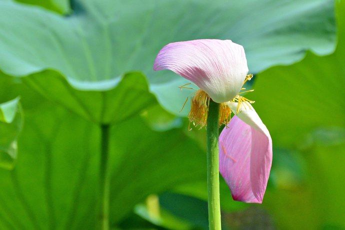 Lotus nature teaching world