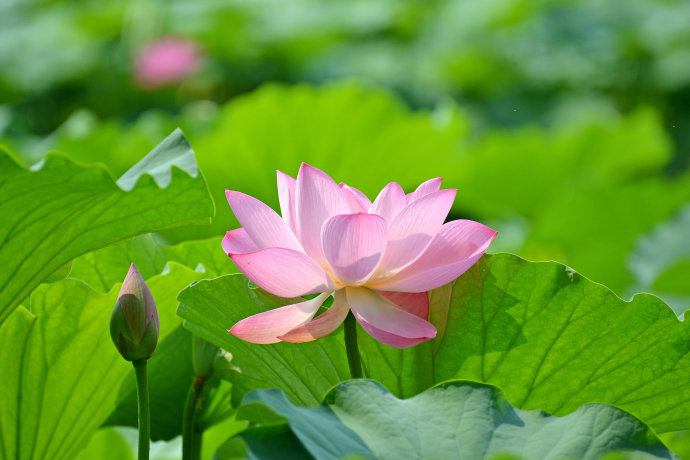 Lotus nature teaching world