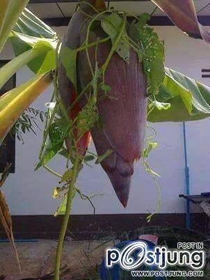 พบ!! ผักบุ้ง 1000 ปี ชาวบ้านรีบแห่ไปขอหวย !!!