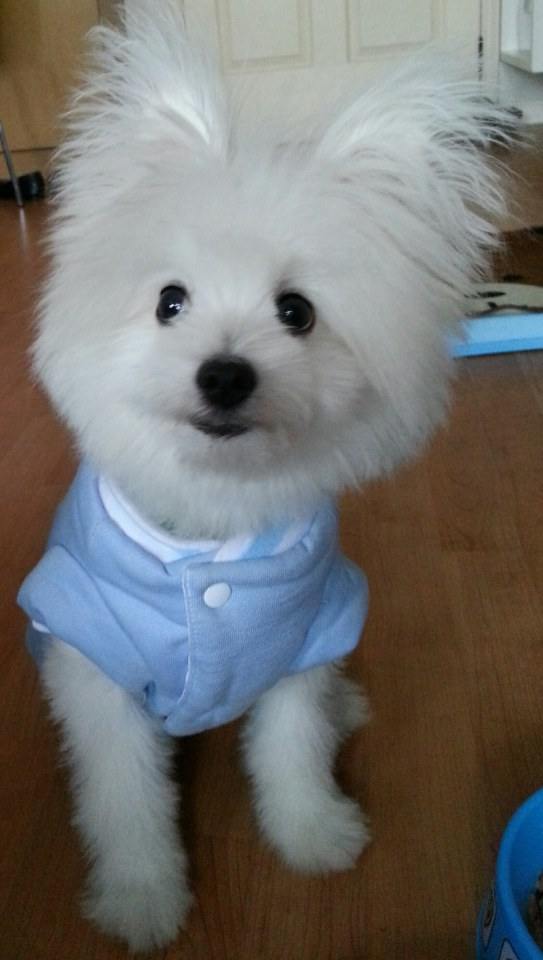จิมมี่ น้องหมา สุดน่ารัก