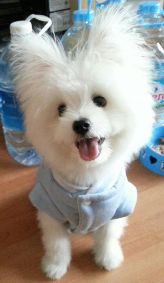 จิมมี่ น้องหมา สุดน่ารัก