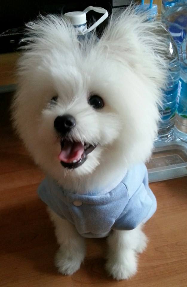 จิมมี่ น้องหมา สุดน่ารัก