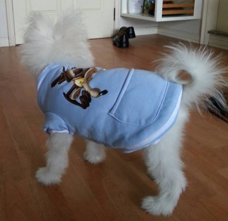 จิมมี่ น้องหมา สุดน่ารัก
