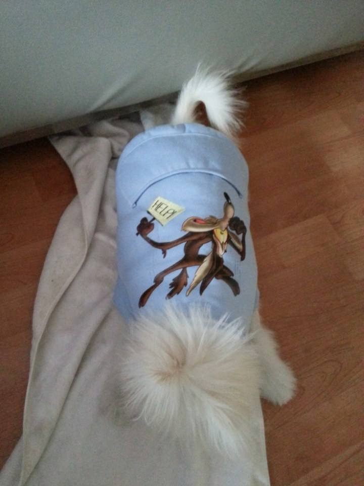 จิมมี่ น้องหมา สุดน่ารัก