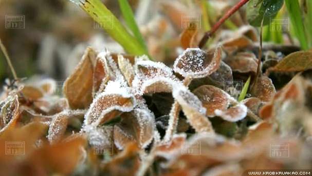 ภาพแม่คะนิ้งสวยงาม ที่เชียงใหม่