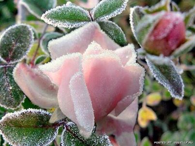 ภาพแม่คะนิ้งสวยงาม ที่เชียงใหม่