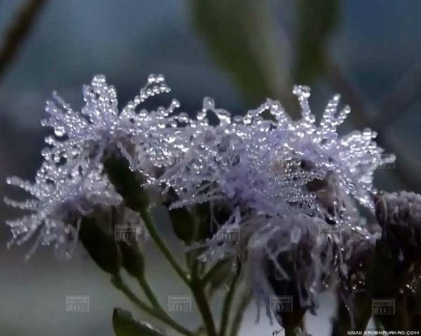 ภาพแม่คะนิ้งสวยงาม ที่เชียงใหม่