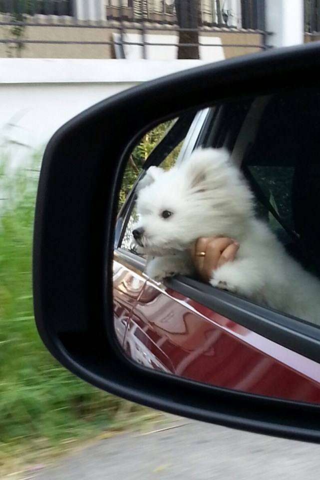 Let's go to the park