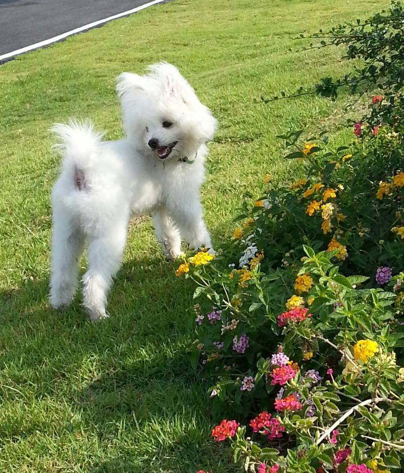 Let's go to the park