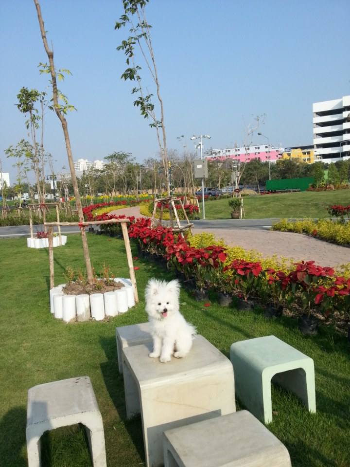 น้องหมาน่ารัก