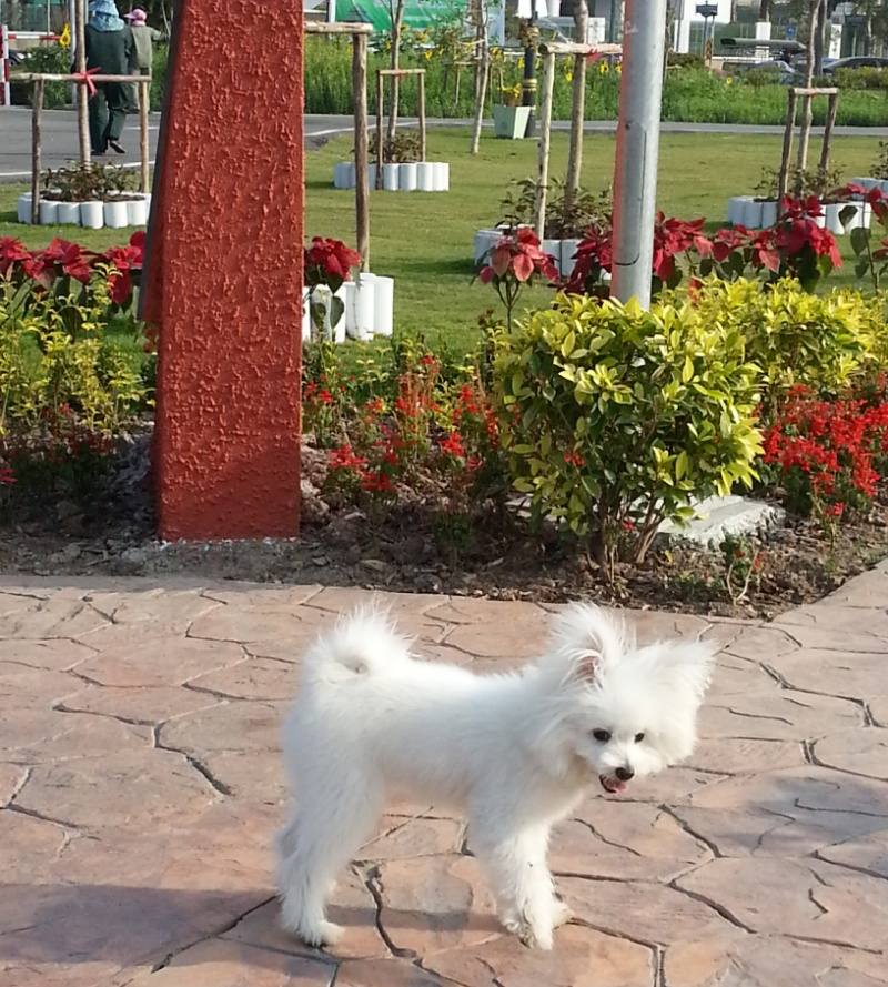 น้องหมาน่ารัก