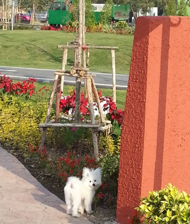 น้องหมาน่ารัก