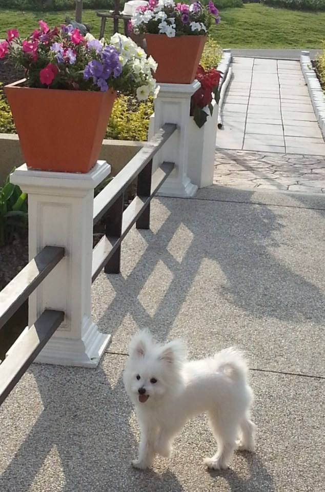น้องหมาน่ารัก