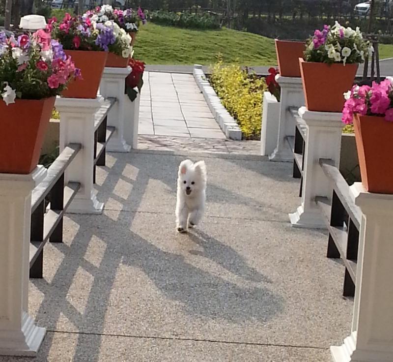 น้องหมาน่ารัก