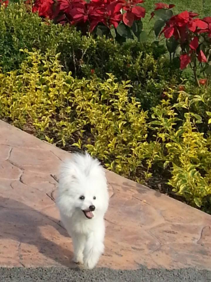 น้องหมาน่ารัก