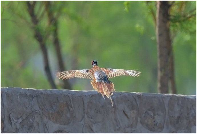 Fantastic capture