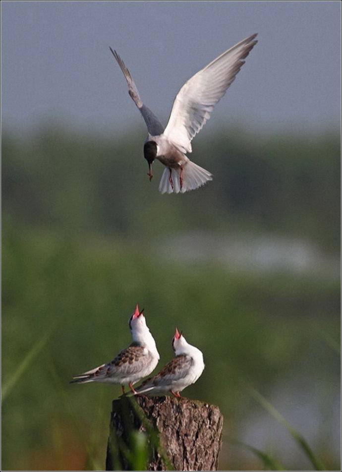 Fantastic capture