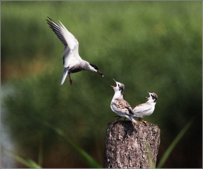 Fantastic capture