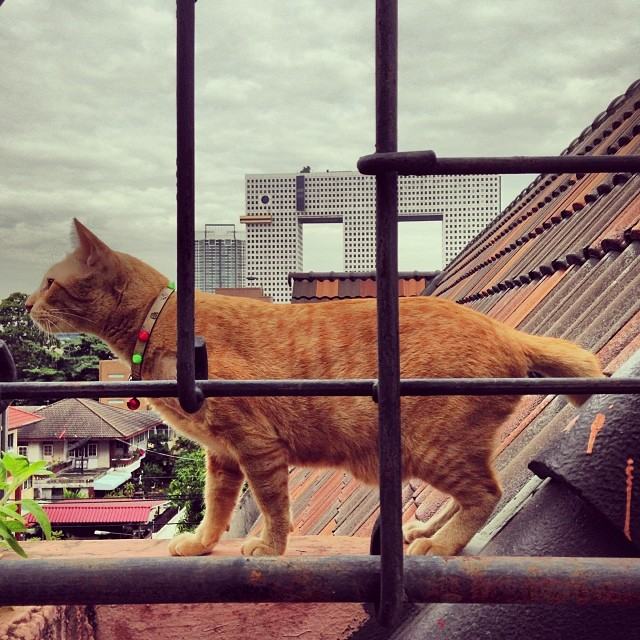 แมวอโศก
