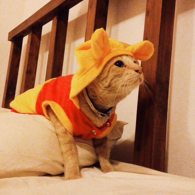 แมวอโศก
