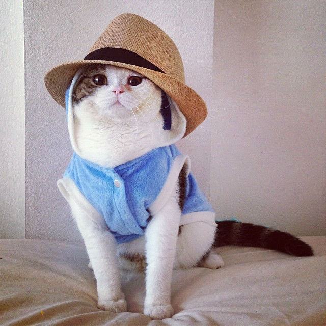 เสือโคร่ง