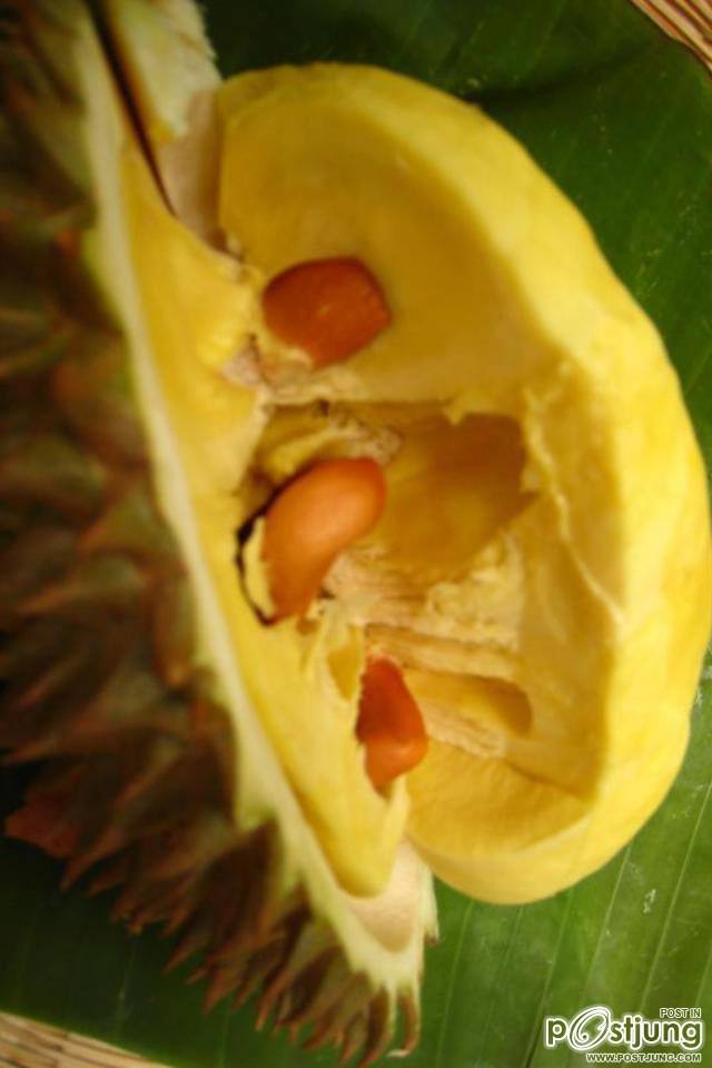 ทุเรียนเม็ดในยายปราง