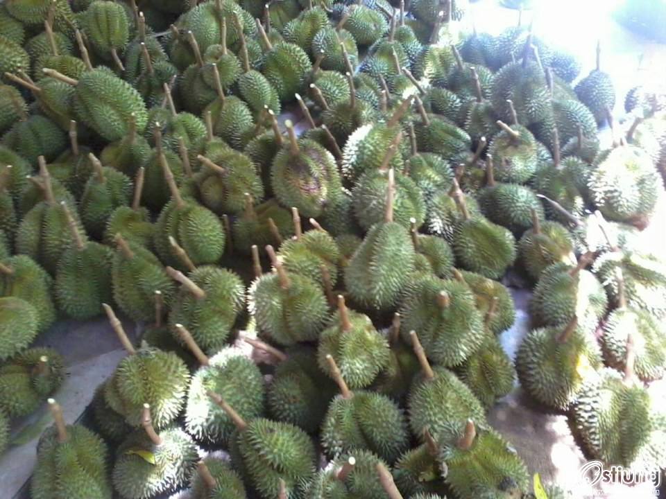 ทุเรียนเม็ดในยายปราง