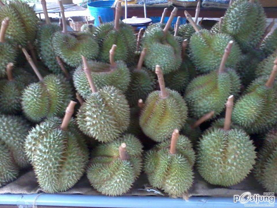 ทุเรียนเม็ดในยายปราง