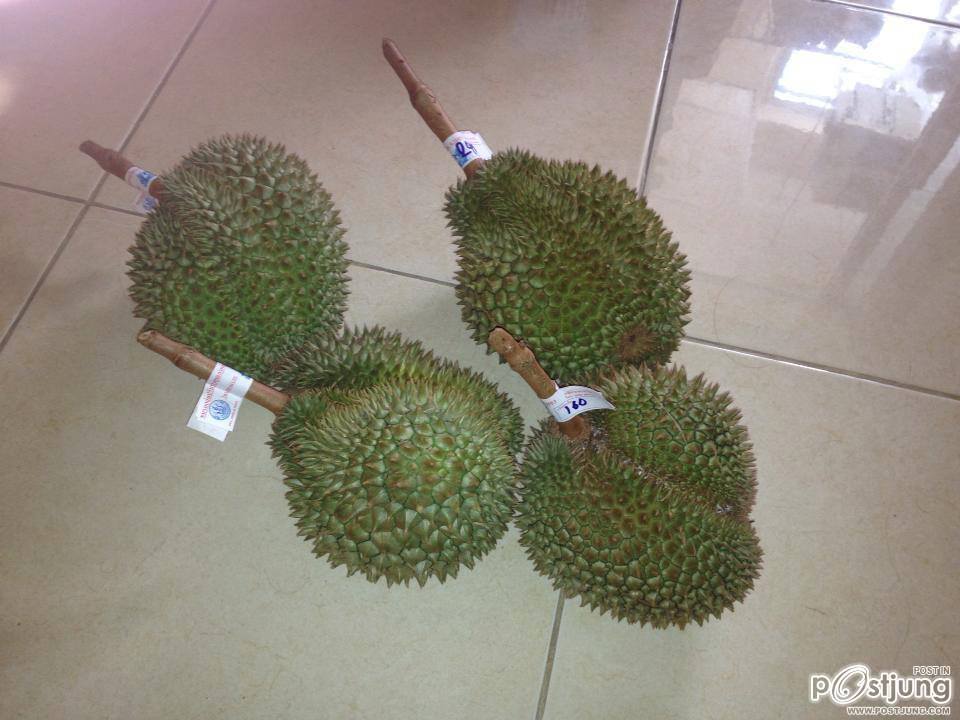 ทุเรียนเม็ดในยายปราง