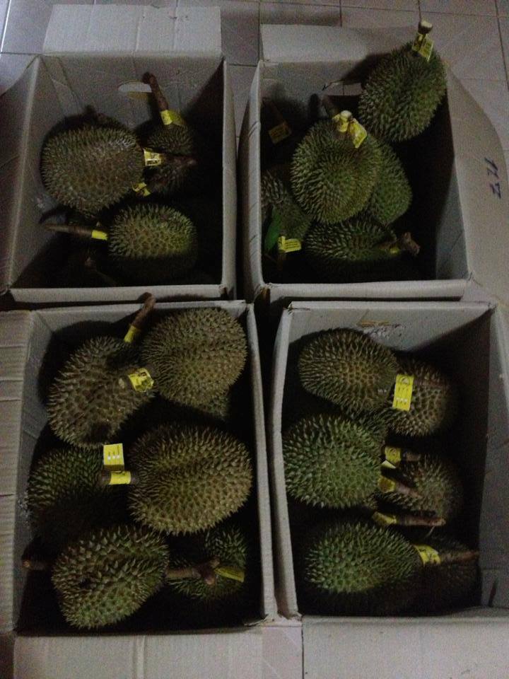 ทุเรียน หลง-หลินเมืองลับแล ,DURIAN LONG-LIN LABLAE