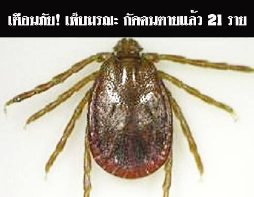 เตือนภัย! เห็บมรณะ กัดแล้วติดไวรัส เสียชีวิตแล้ว 21 ราย