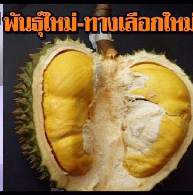 ทุเรียนดีสายพันธุ์ใหม่ จันทบุรี 1-6(Hybrid durians Thailand new species # Chantaburi 1-6)