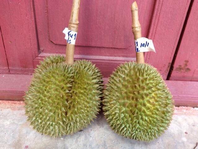 ทุเรียนดีสายพันธุ์ใหม่ จันทบุรี 1-6(Hybrid durians Thailand new species # Chantaburi 1-6)