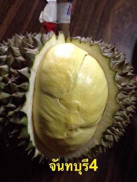 ทุเรียนดีสายพันธุ์ใหม่ จันทบุรี 1-6(Hybrid durians Thailand new species # Chantaburi 1-6)