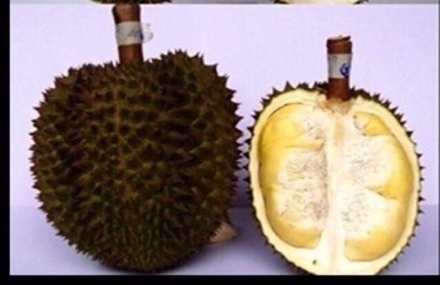 ทุเรียนดีสายพันธุ์ใหม่ จันทบุรี 1-6(Hybrid durians Thailand new species # Chantaburi 1-6)