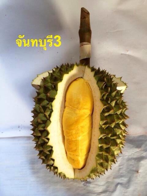 ทุเรียนดีสายพันธุ์ใหม่ จันทบุรี 1-6(Hybrid durians Thailand new species # Chantaburi 1-6)