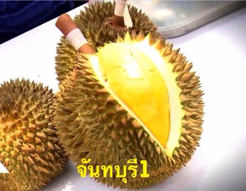 ทุเรียนดีสายพันธุ์ใหม่ จันทบุรี 1-6(Hybrid durians Thailand new species # Chantaburi 1-6)