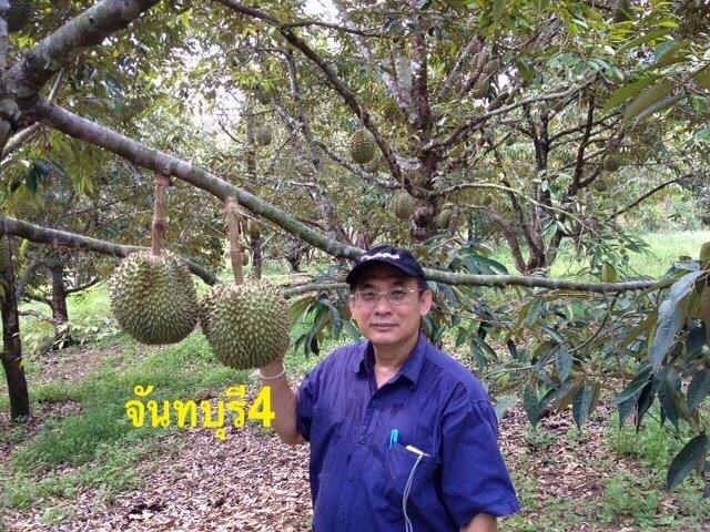 ทุเรียนดีสายพันธุ์ใหม่ จันทบุรี 1-6(Hybrid durians Thailand new species # Chantaburi 1-6)